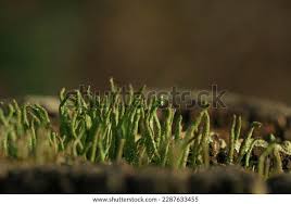 Attēlu rezultāti vaicājumam “Cladonia coniocraea”