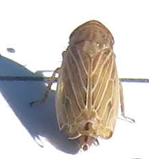 Attēlu rezultāti vaicājumam “Paramesus obtusifrons”