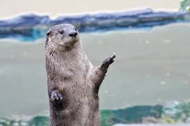 Image result for Otters Old Time Dance Club