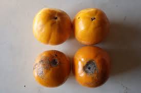 「柿の木利江」の画像検索結果