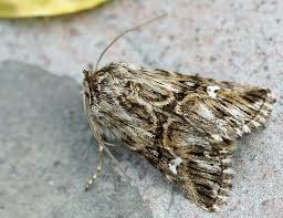 Attēlu rezultāti vaicājumam “Calophasia lunula larva”