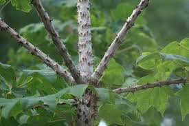 Attēlu rezultāti vaicājumam “Kalopanax septemlobus”