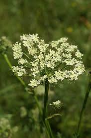 Attēlu rezultāti vaicājumam “Libanotis montana”