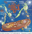 <b>Mycobacterium leprae</b>