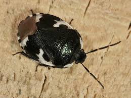 Attēlu rezultāti vaicājumam “Tritomegas bicolor”