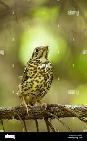Attēlu rezultāti vaicājumam “Turdus viscivorus juvenile”