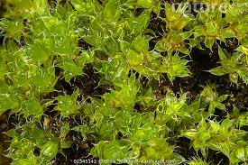 Attēlu rezultāti vaicājumam “Bryum capillare”