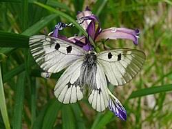 Attēlu rezultāti vaicājumam “Parnassius mnemosyne underside”