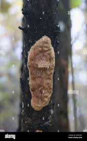 Attēlu rezultāti vaicājumam “Dichomitus campestris”