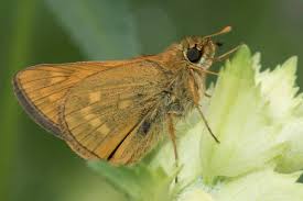 Attēlu rezultāti vaicājumam “Ochlodes sylvanus”