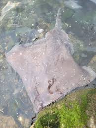 Image result for Raja polystigma