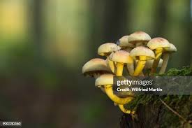 Attēlu rezultāti vaicājumam “Hypholoma sp.”