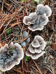 Attēlu rezultāti vaicājumam “Phellodon tomentosus”