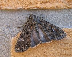 Attēlu rezultāti vaicājumam “Mamestra brassicae”