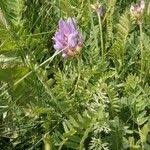 Attēlu rezultāti vaicājumam “Astragalus danicus fruit”