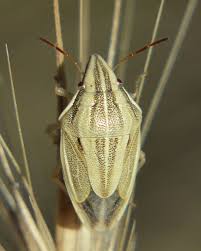 Attēlu rezultāti vaicājumam “Aelia acuminata”