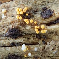 Attēlu rezultāti vaicājumam “Hemitrichia lutescens sessile”