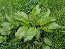 Attēlu rezultāti vaicājumam “Rumex crispus leaf”