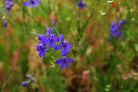 Attēlu rezultāti vaicājumam “Consolida regalis bud”