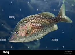 Image result for Haemulon plumierii