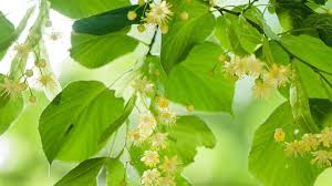 Attēlu rezultāti vaicājumam “Tilia platyphyllos subsp. cordifolia flower”