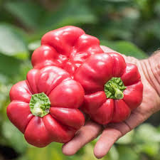 Afbeeldingsresultaat voor hungarian sweet apple sweet pepper