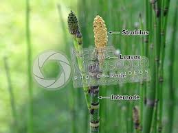 Attēlu rezultāti vaicājumam “Equisetum hyemale”