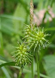 Attēlu rezultāti vaicājumam “Carex pseudocyperus fruit”