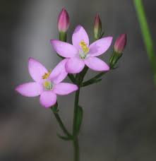 Attēlu rezultāti vaicājumam “Centaurium erythraea flower”
