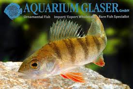 Attēlu rezultāti vaicājumam “Perca fluviatilis”