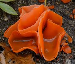 Attēlu rezultāti vaicājumam “Aleuria aurantia”