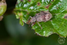 Attēlu rezultāti vaicājumam “Polydrusus tereticollis”