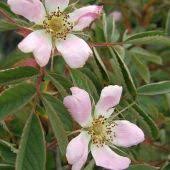 Attēlu rezultāti vaicājumam “Rosa villosa fruit”