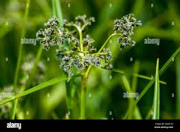 Attēlu rezultāti vaicājumam “Scirpus sylvaticus flower”
