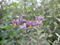 Attēlu rezultāti vaicājumam “Solanum dulcamara flower”