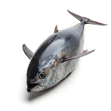 Image result for Thunnus thynnus
