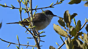 Image result for Sylvia hortensis