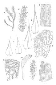 Attēlu rezultāti vaicājumam “Drepanocladus polygamus”