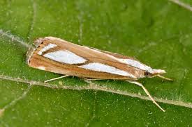 Attēlu rezultāti vaicājumam “Catoptria fulgidella”