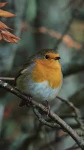 Attēlu rezultāti vaicājumam “Erithacus rubecula adult”