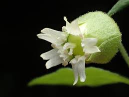 Attēlu rezultāti vaicājumam “Silene baccifera leaf”