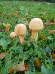 Attēlu rezultāti vaicājumam “Phaeolepiota aurea”