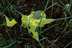 Attēlu rezultāti vaicājumam “Badhamia lilacina”