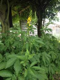 Attēlu rezultāti vaicājumam “Agrimonia pilosa”