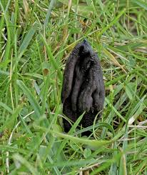 Attēlu rezultāti vaicājumam “Geoglossum sp.”