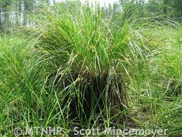 Attēlu rezultāti vaicājumam “Carex vesicaria”