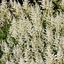 Attēlu rezultāti vaicājumam “Astilbe chinensis leaf”