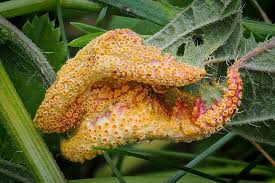 Attēlu rezultāti vaicājumam “Puccinia urticata”