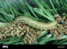 Attēlu rezultāti vaicājumam “Acantholyda erythrocephala”