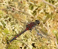 Attēlu rezultāti vaicājumam “Leucorrhinia rubicunda male”